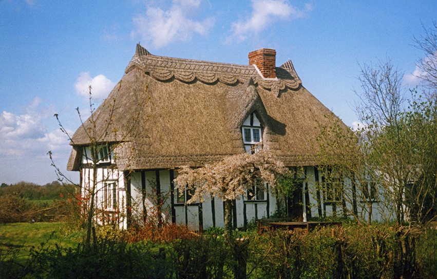 thatch 1